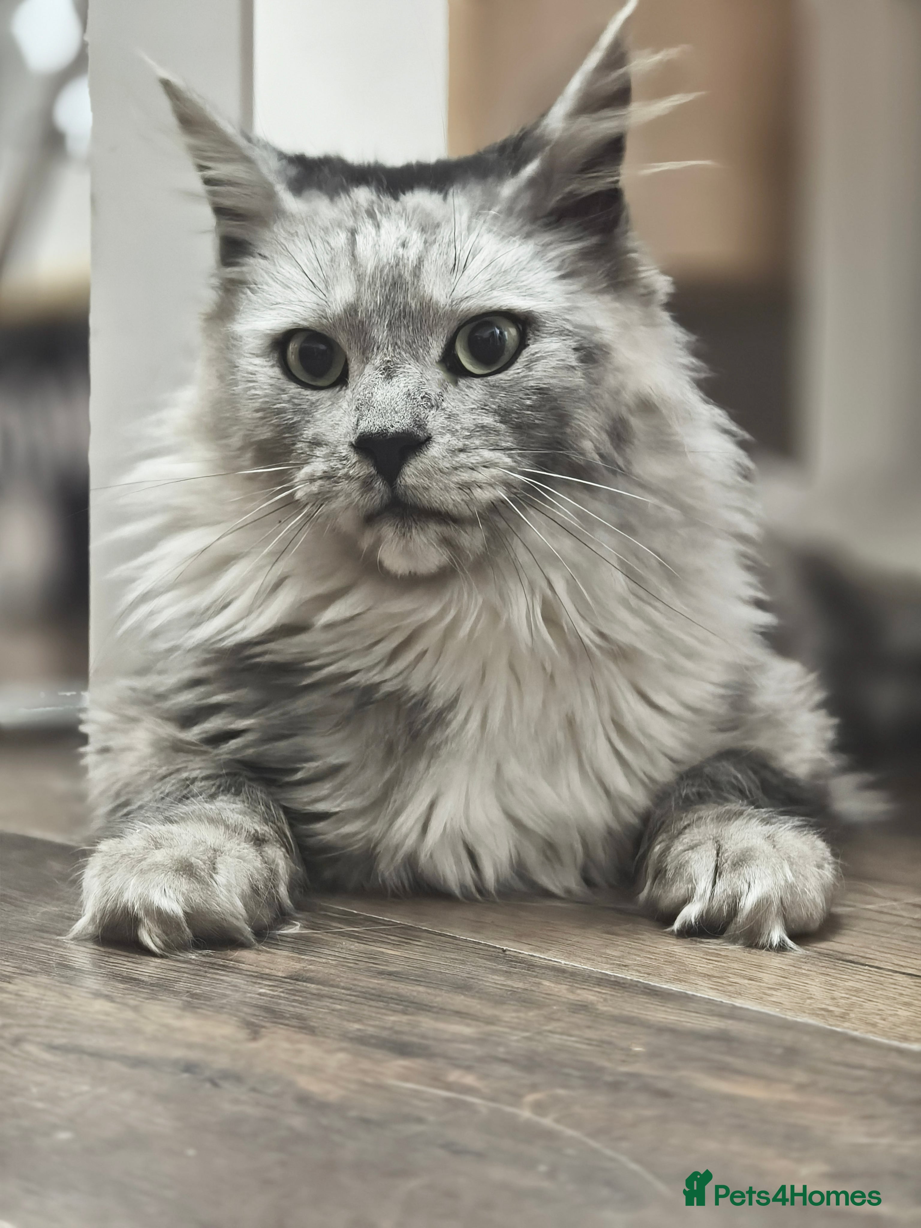 Maine Coon cats Stunning Black Smoke Shaded line Maine Coon Boy - Advert 2