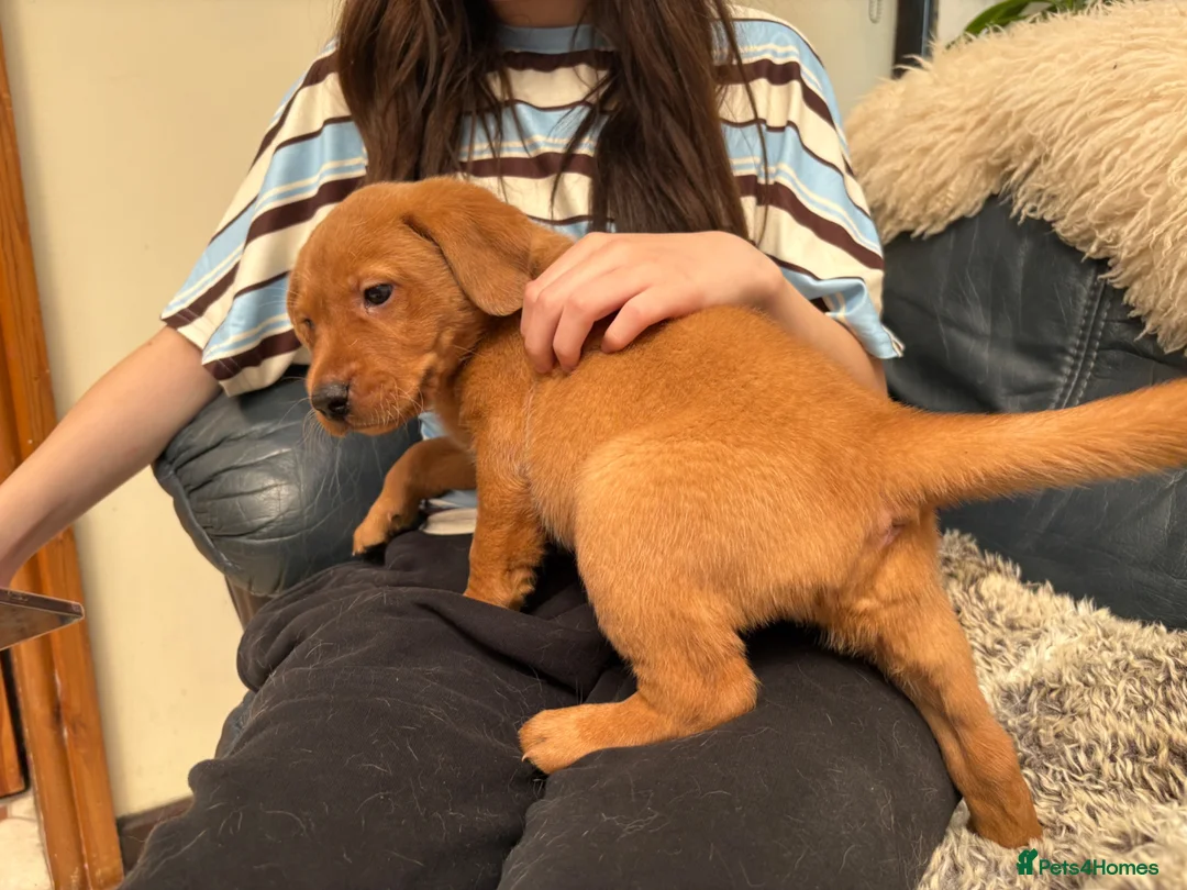 Labrador Retriever dogs for sale: Beautiful Labrador retriever puppies for sale - Advert 2