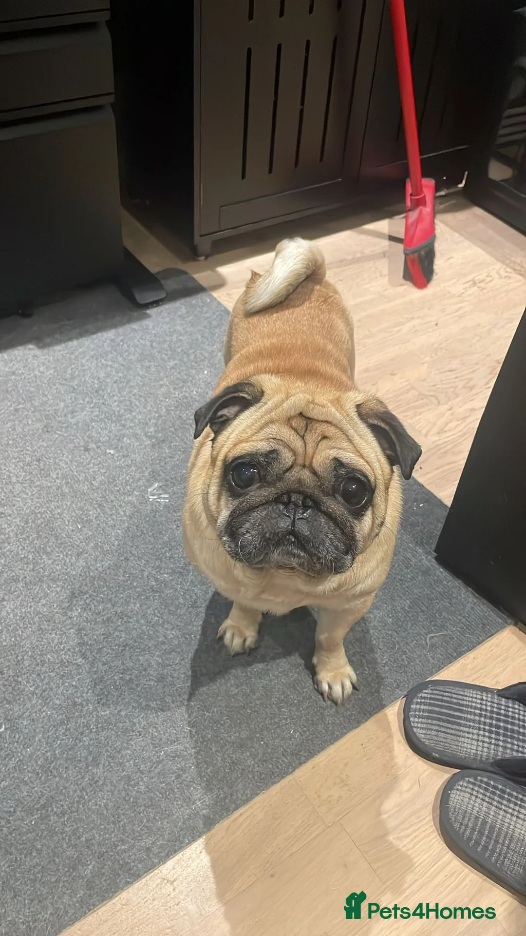 Pug dogs for stud: Male Pug available for stud- pick of litter - Advert 4