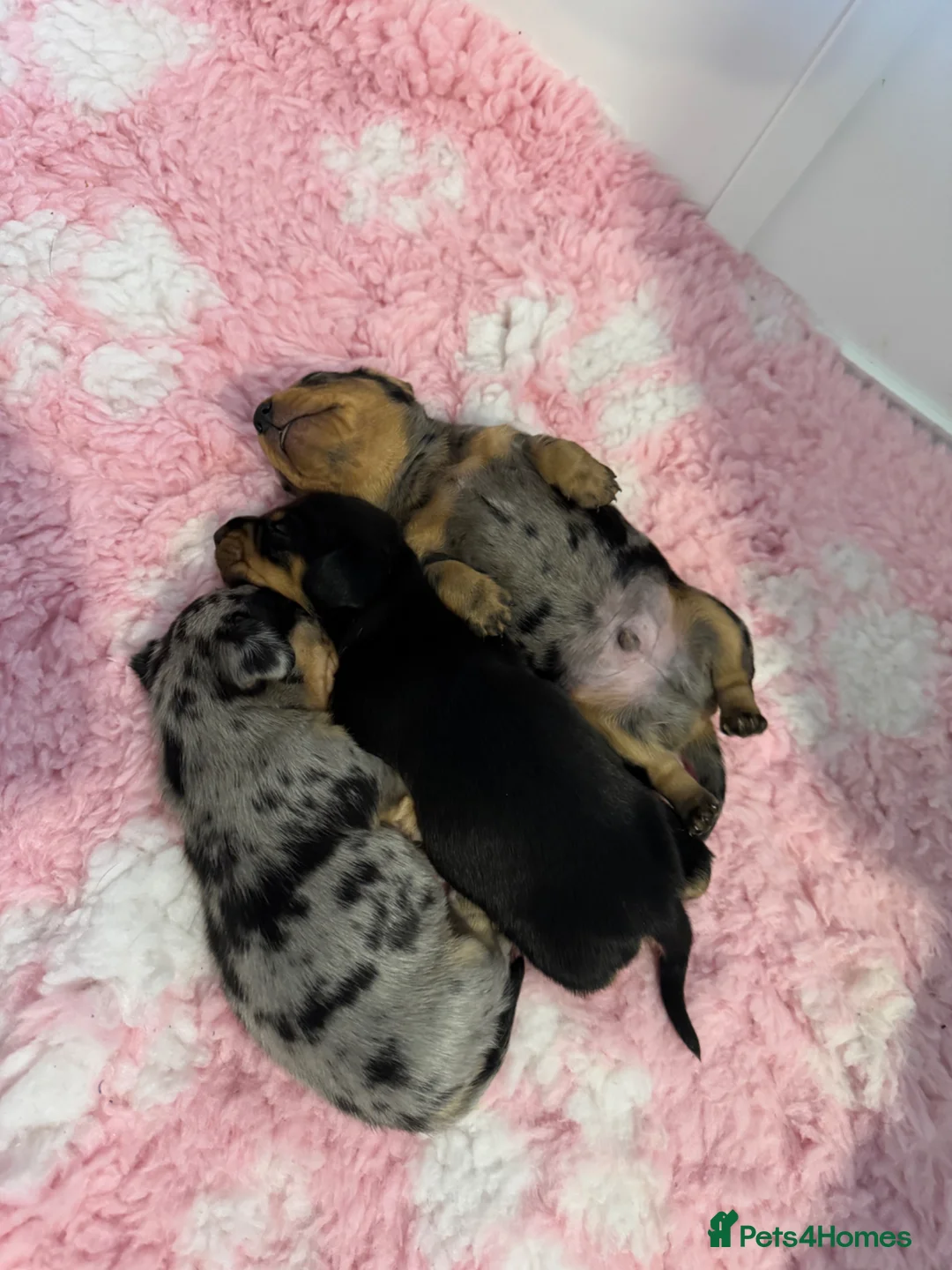 Miniature Dachshund dogs for sale: Miniature Dachshund Puppies - Advert 1