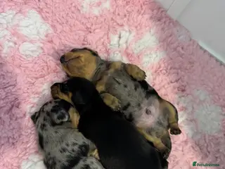 Miniature Dachshund dogs Miniature Dachshund Puppies - Advert 10