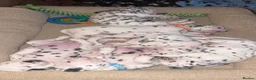 Dalmatian dogs for sale: *1 left please read* Purebred Dalmatian puppies - Advert 8
