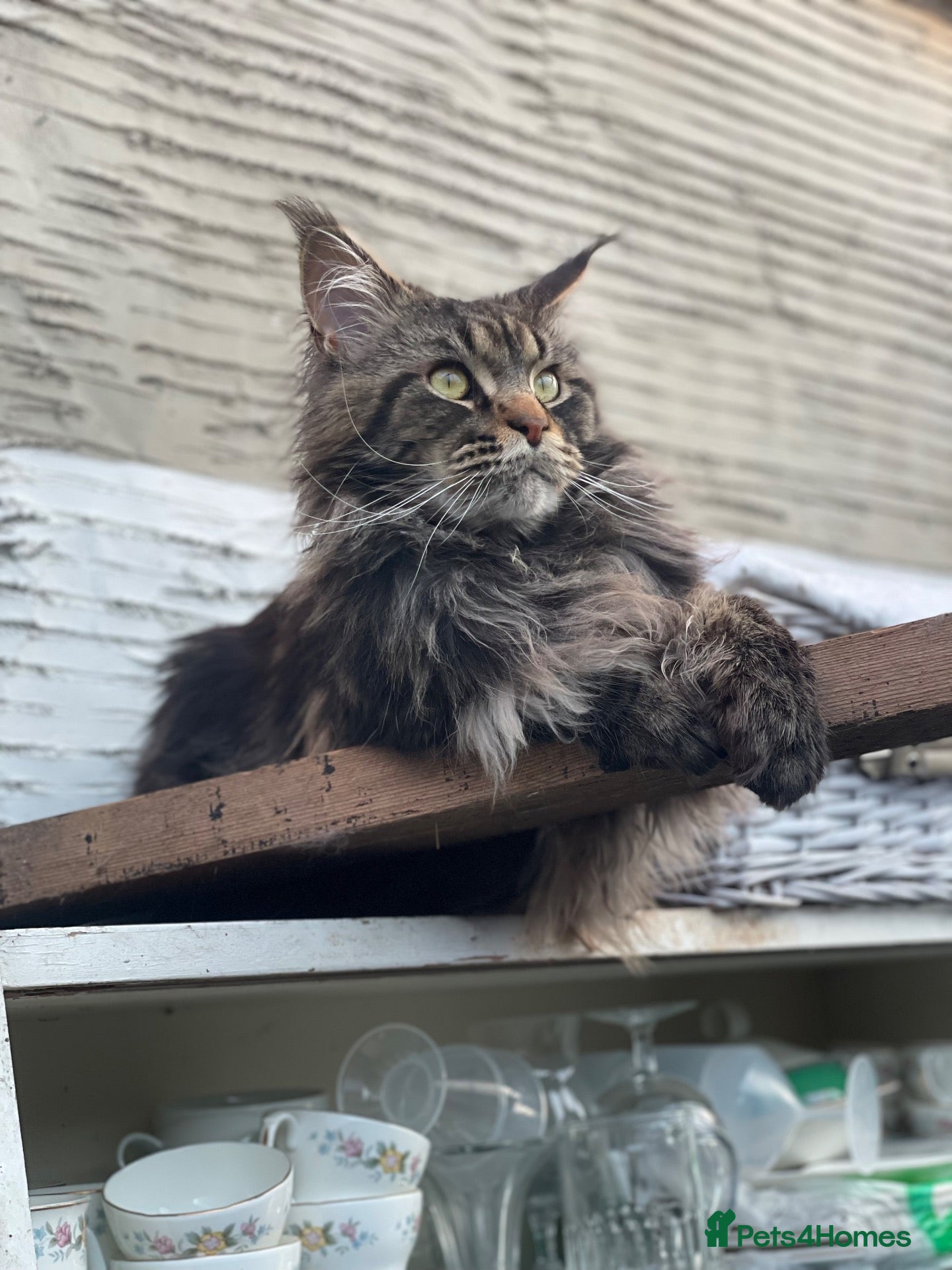 Maine Coon cats Maine Coon Stud Service - Advert 8