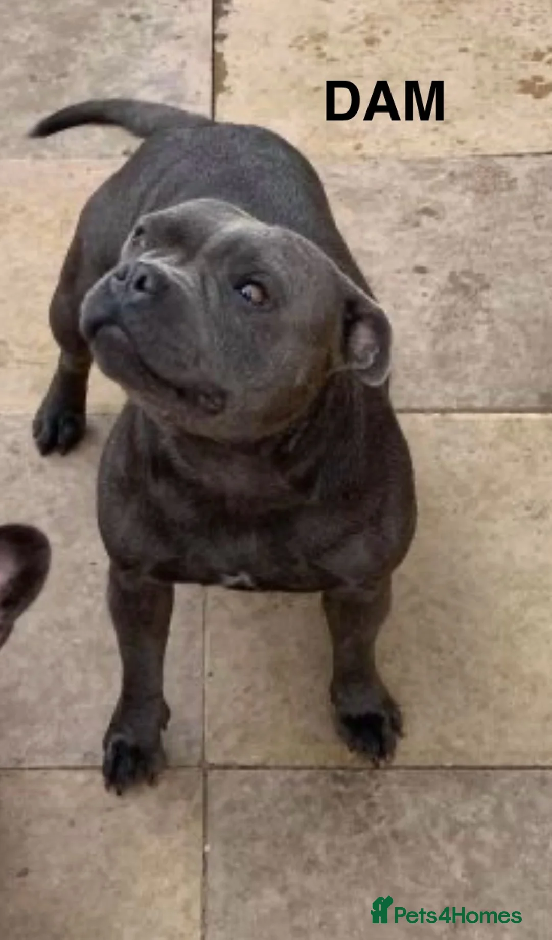 Staffordshire Bull Terrier dogs for stud: VALGLO TOP GUN -BLUE CARRIER in Dudley - Advert 10
