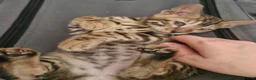 Bengal cats for sale: READY Genetic & Health Tested Bengal Kittens - Advert 30