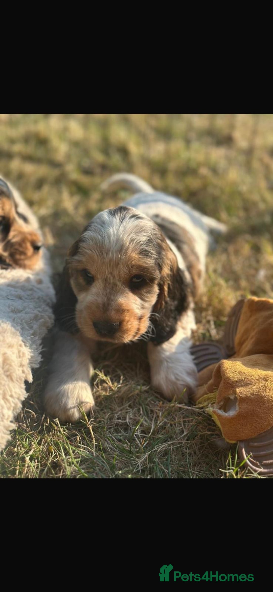 Cocker Spaniel dogs for sale: STUNNING Rizi Bizi sired Cocker puppies DNA Tested - Image 35