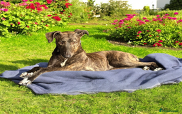 Greyhound dogs for sale: Greyhound female  - Image 1