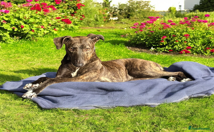 Greyhound dogs - Advert 1