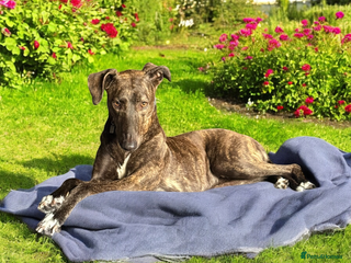 Greyhound dogs - Advert 1