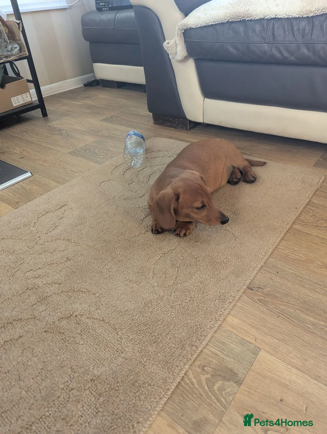 Miniature Dachshund dogs for sale: Loving boy kc registered pra clear  - Advert 3