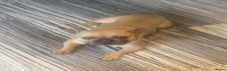 French Bulldog dogs for sale: French bulldog for a new home - Advert 4