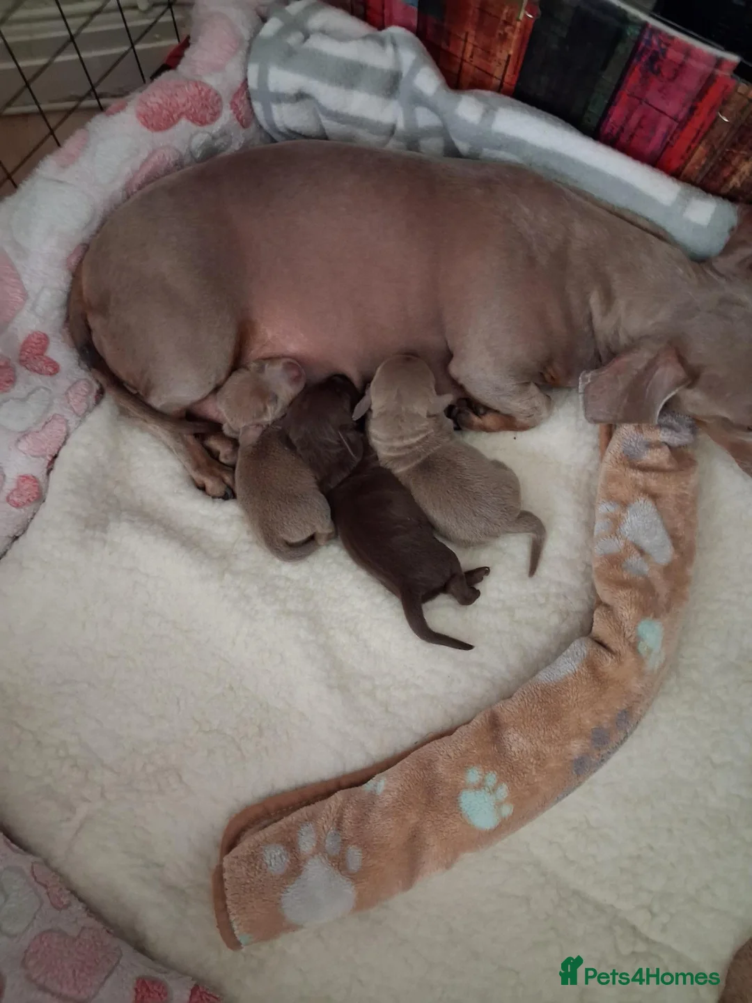 Miniature Dachshund dogs for sale: Whitney - Advert 2