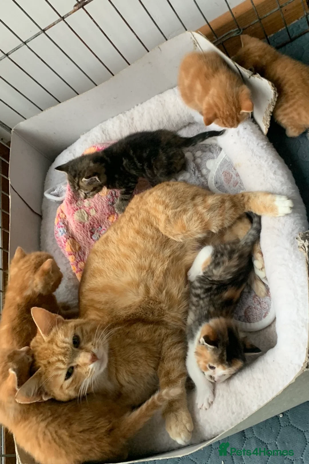 Mixed Breed cats for sale: Gorgeous kittens ready for new homes! - Advert 9