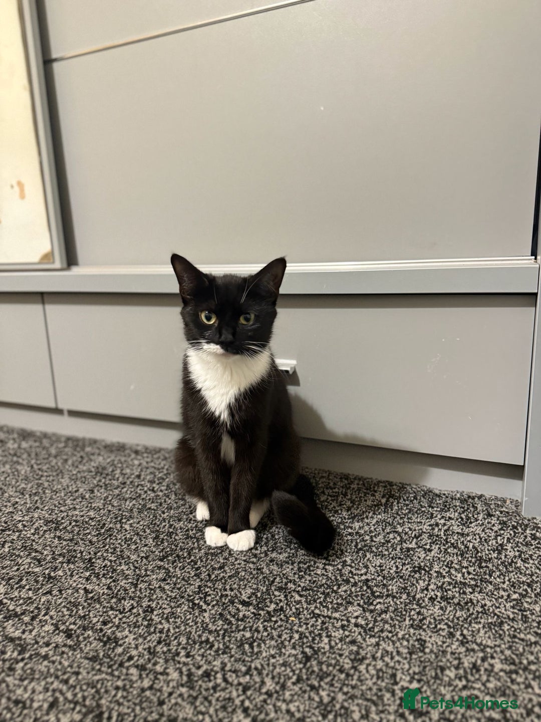 Mixed Breed cats for adoption: Young and friendly rescue, luna needs new home - Advert 3