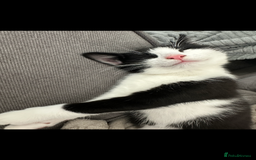 Domestic Shorthair cats for sale: 2 year old male cat - Image 17