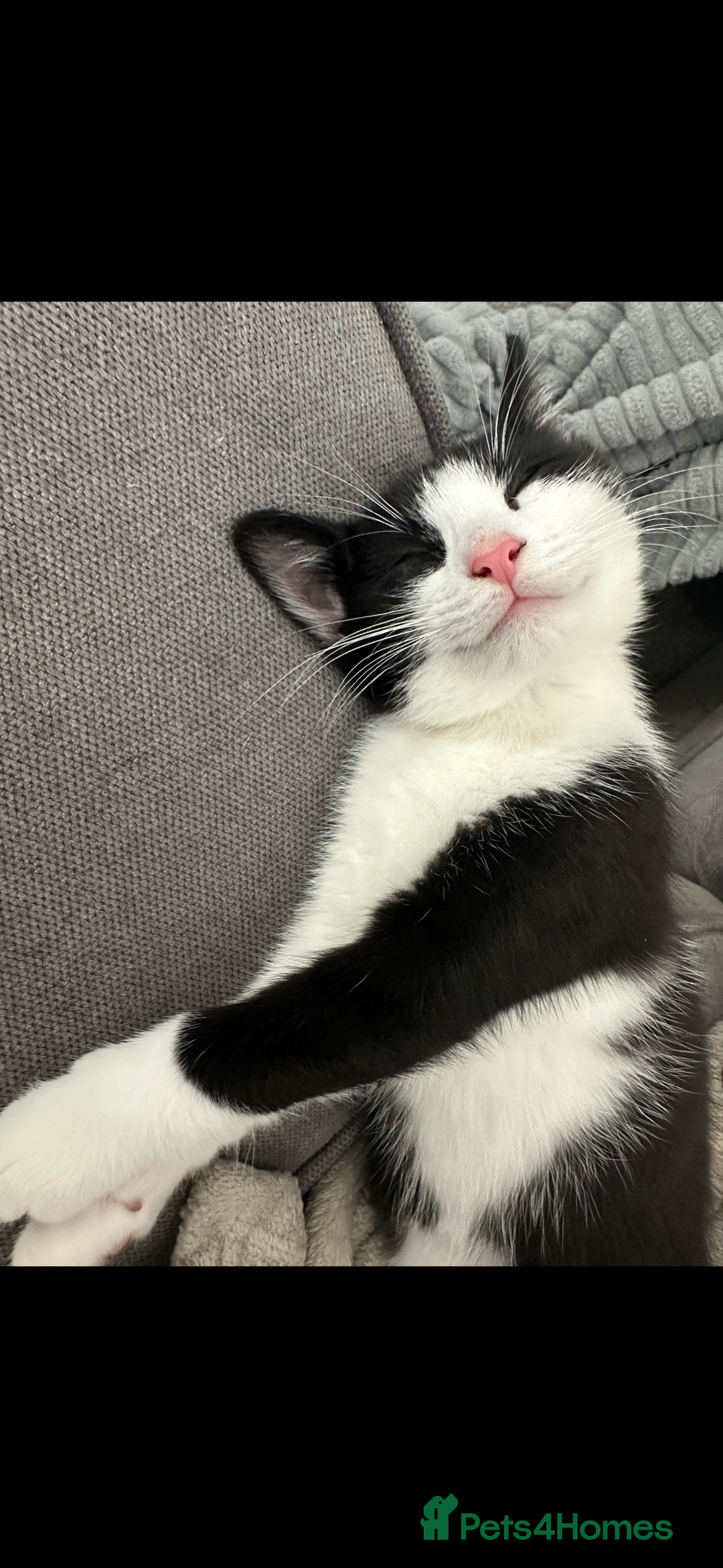 Domestic Shorthair cats for sale: 2 year old male cat - Image 17