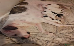 Mixed Breed dogs for sale: American Bulldog puppies - Image 13