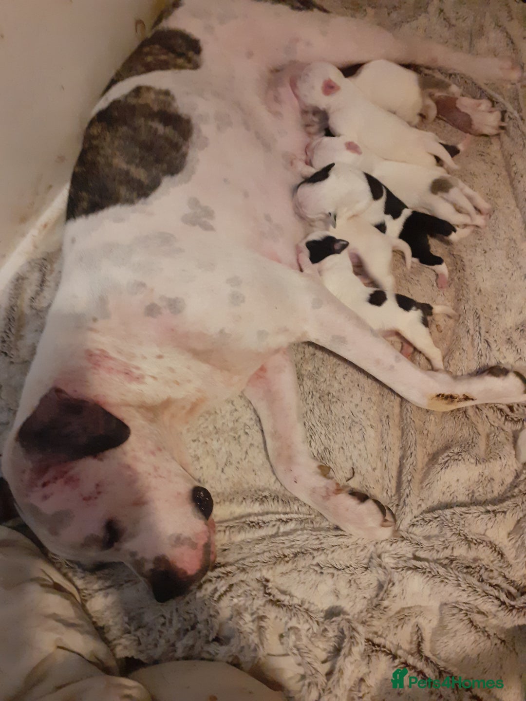 Mixed Breed dogs for sale: American Bulldog puppies - Image 13