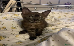 Maine Coon cats for sale: Clover 🍀 11 week old Maincoon x Sphinx girl - Image 6