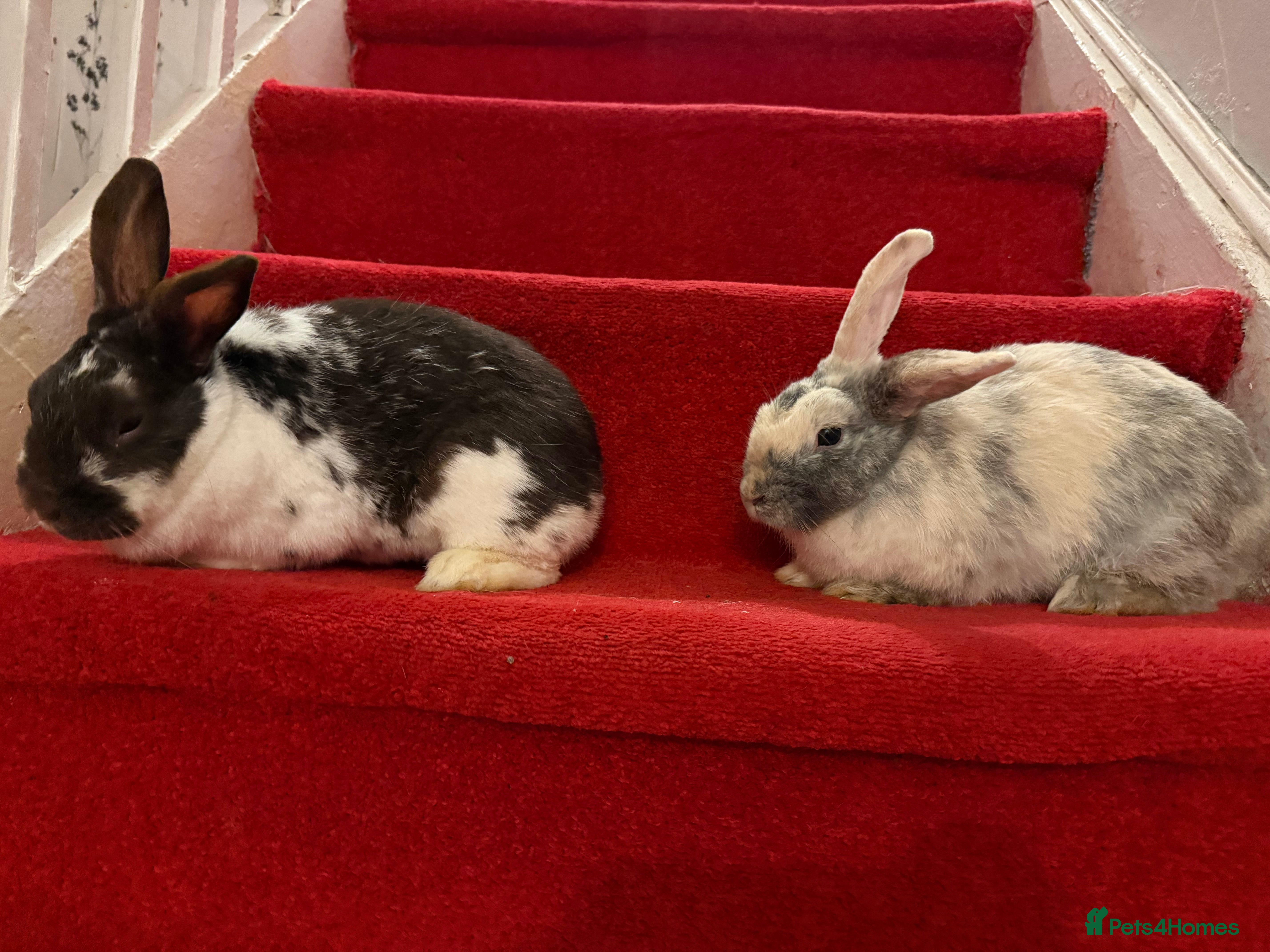 Lionhead rabbits Rabbits  - Advert 5