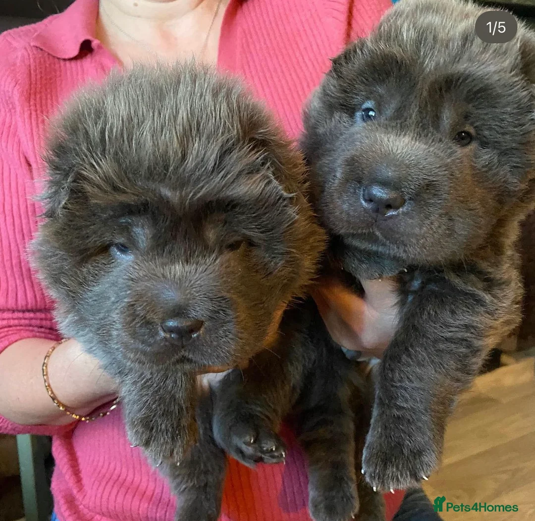 Shar Pei dogs for stud: BEST 🏆 Blue bear & chocolate & tan bear 🐻 in Hornchurch - Advert 22