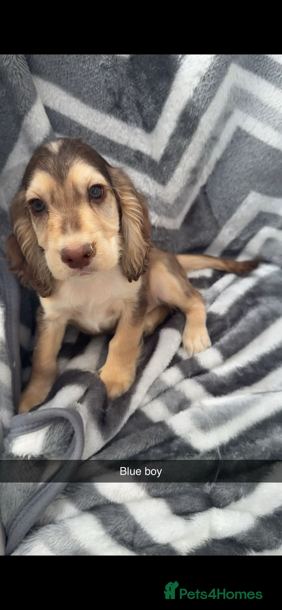 Cocker Spaniel dogs for sale: 7 adorable cocker spaniels ready now  in Maidstone - Advert 8