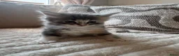 Ragcoon cats for sale: 8 gorgeous Mainecoon x ragdoll babies  - Advert 13