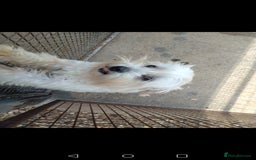 Maltese dogs for sale: Beautiful maltese looking for a retirement home - Image 4