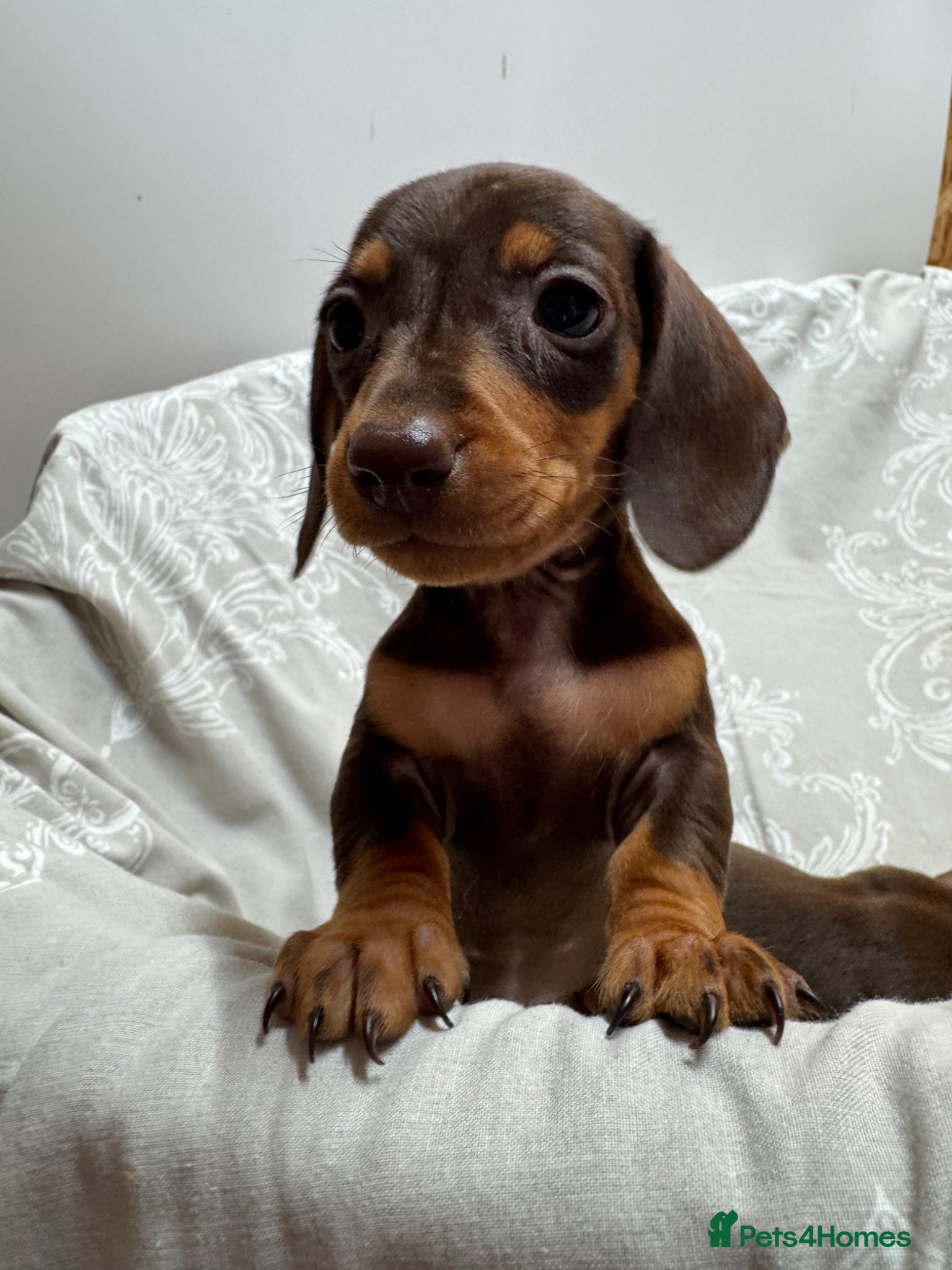 Miniature Dachshund dogs CHOCOLATE AND TAN GIRL PUPPY  - Advert 1