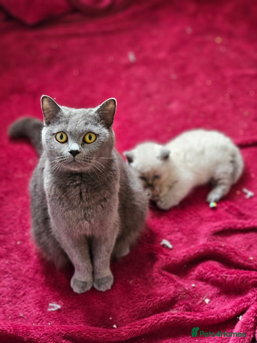 British Shorthair cats for sale: 4 years old British Short-hair - Image 11