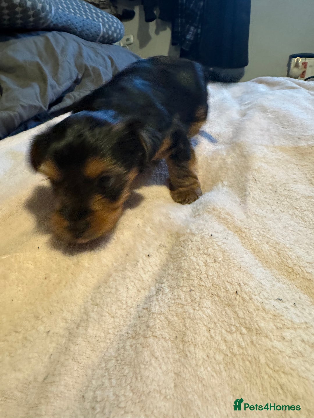 Yorkshire Terrier dogs for sale: Two gorgeous Yorkshire terrier puppies - Advert 5