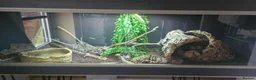Python Snake reptiles for sale: Potential breeding pair - Advert 7