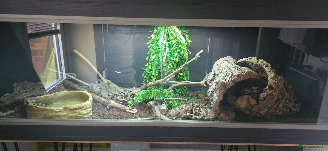 Python Snake reptiles for sale: Potential breeding pair - Advert 7