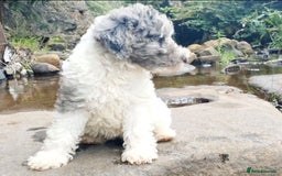 Mixed Breed dogs for sale: ABSOLUTELY STUNNING FOXYPOO PUPPIES - Image 19