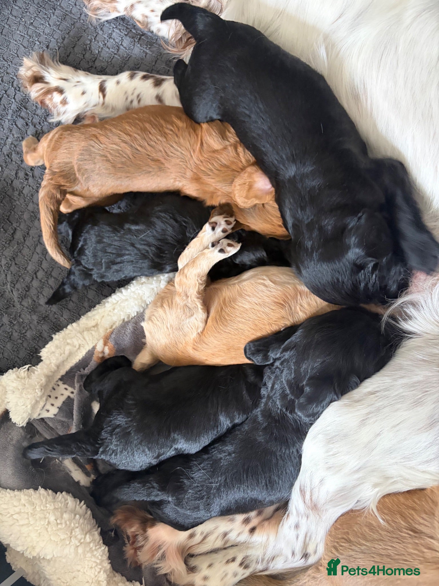 Mixed Breed dogs Stunning examples of Sprockerpoos  - Advert 1