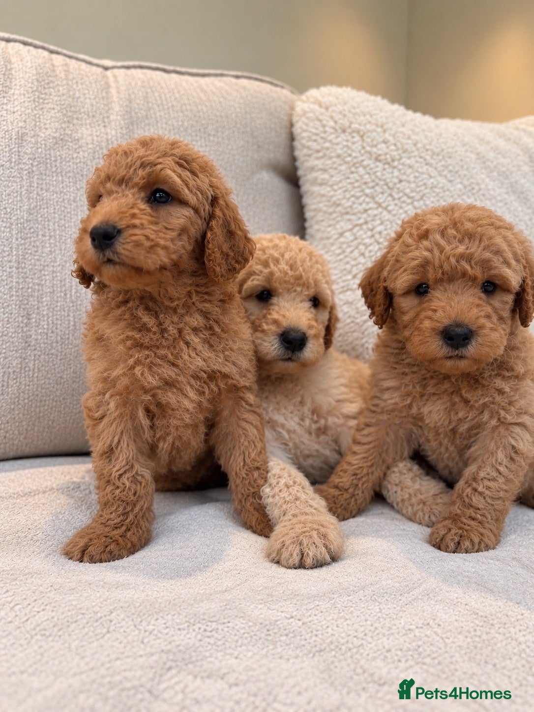 Goldendoodle dogs Super Quality Doodles  - Advert 1
