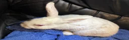 Mixed Breed rabbits for sale: 2 BUCKS  - Advert 8