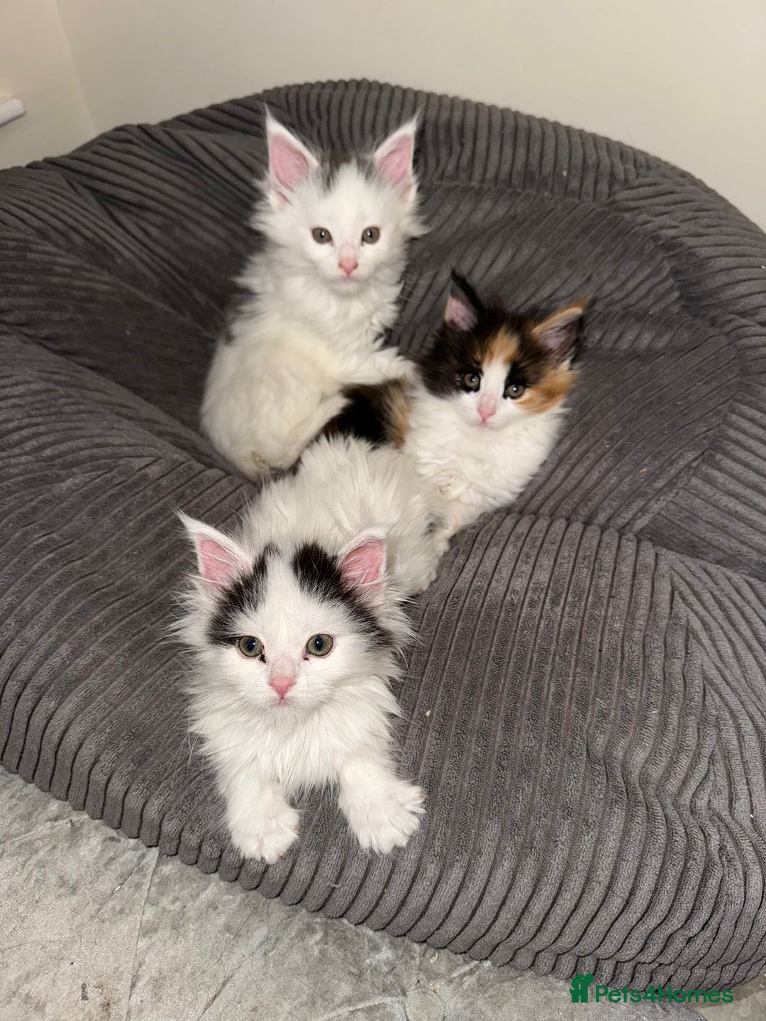 Maine Coon cats for sale: Adorable Maine coon kittens - Advert 6