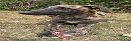 Lurcher dogs for sale: The last 2 lurcher pups.  in Skegness - Advert 11