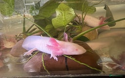 Axolotl reptiles for sale: Juvenile Pink leucistic albino axolotls £35 each - Advert 4