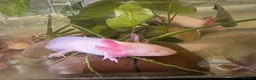 Axolotl reptiles for sale: 8 month leucistic albino pink axolotls £50 each - Advert 8