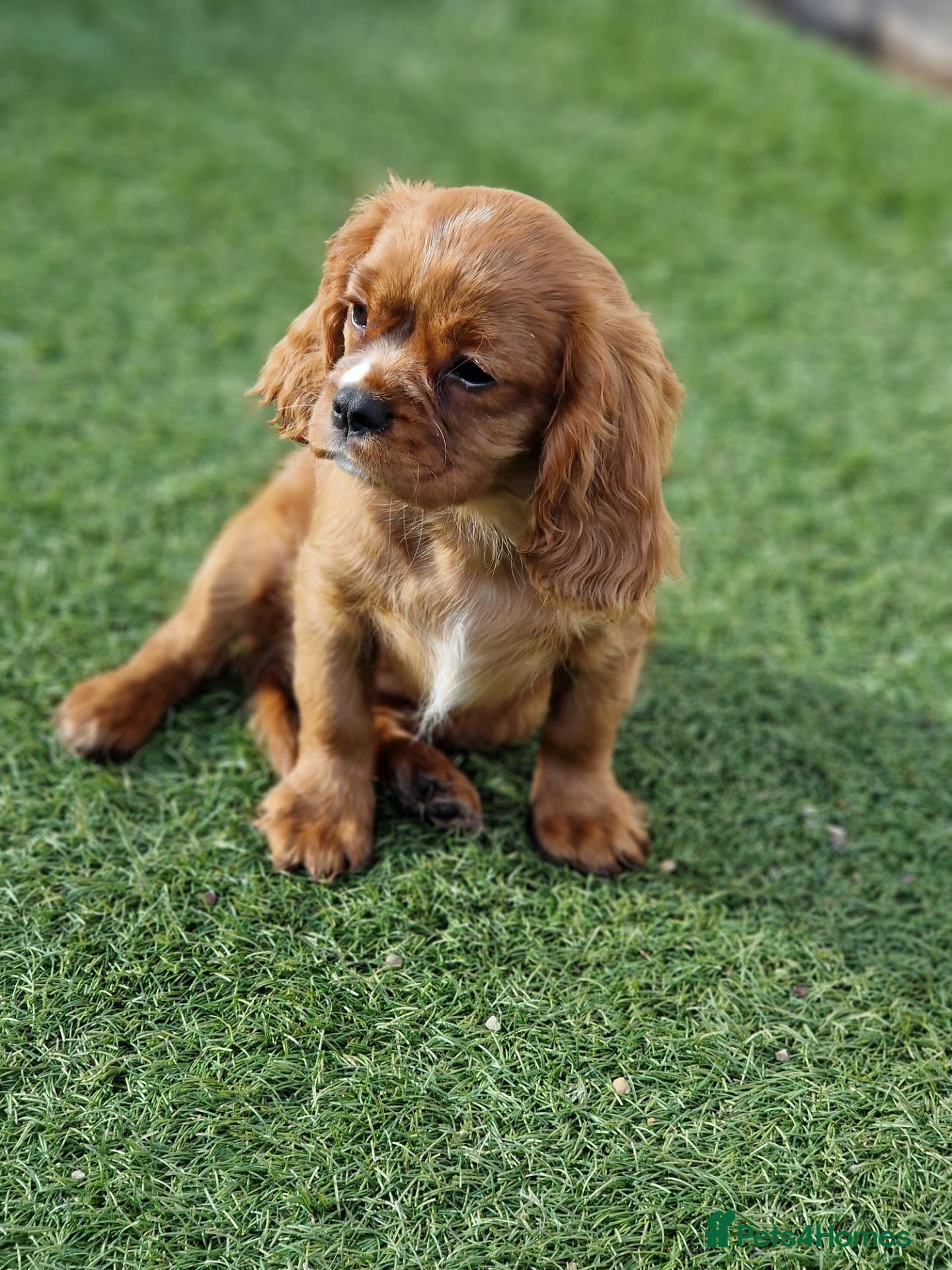Cavalier King Charles Spaniel dogs KC Cavalier King Charles Spaniel!DNA tested! - Advert 17