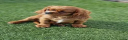 Cavalier King Charles Spaniel dogs for sale: KC Cavalier King Charles Spaniel!DNA tested! - Advert 3