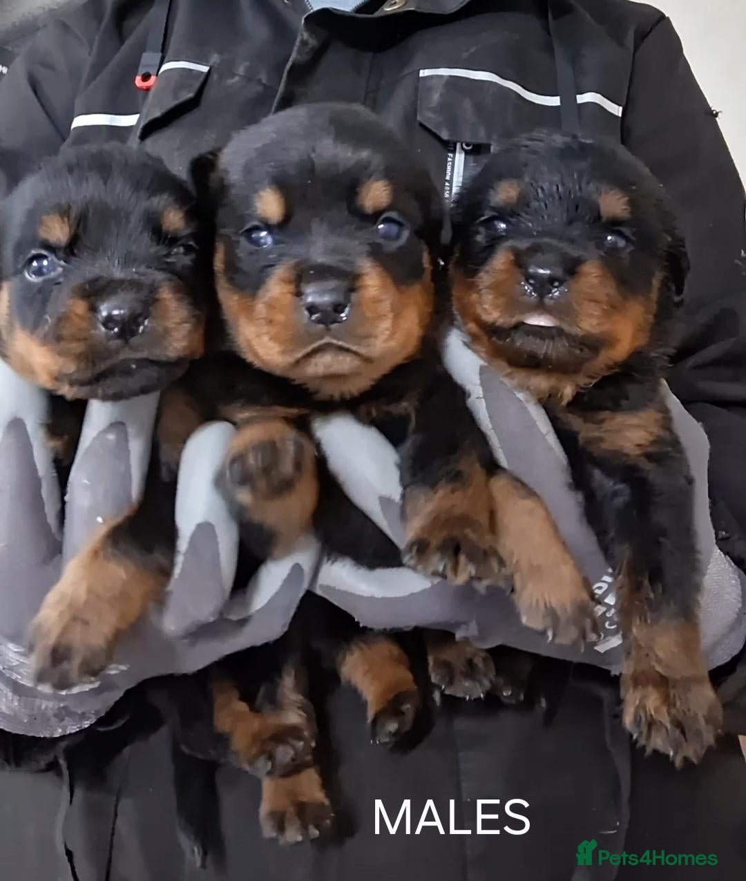 Rottweiler dogs Rottwiler puppies - Advert 2