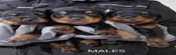 Rottweiler dogs for sale: Rottwiler puppies  - Advert 6
