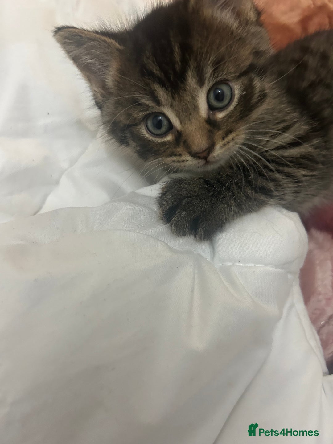 British Shorthair cats for sale: 4 tabby kittens for sale (2 boys 2 girls) - Advert 2