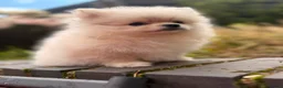 Pomeranian dogs for sale: Fluffy Sable Poms - Advert 13
