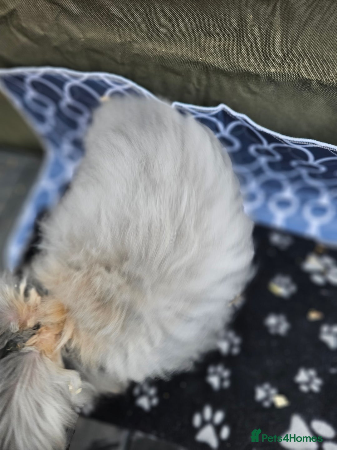 Angora rabbits for sale: Beautiful Angora Buck - Advert 3