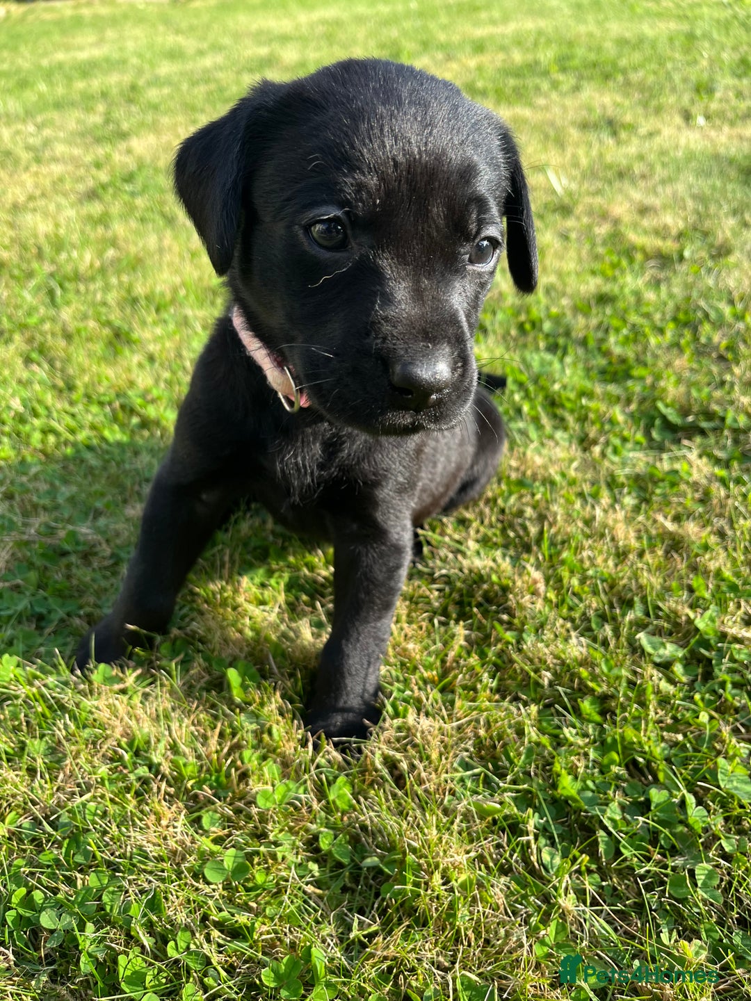 Labrador Retriever dogs for sale: KC Registered Black Labrador Puppies - Image 25