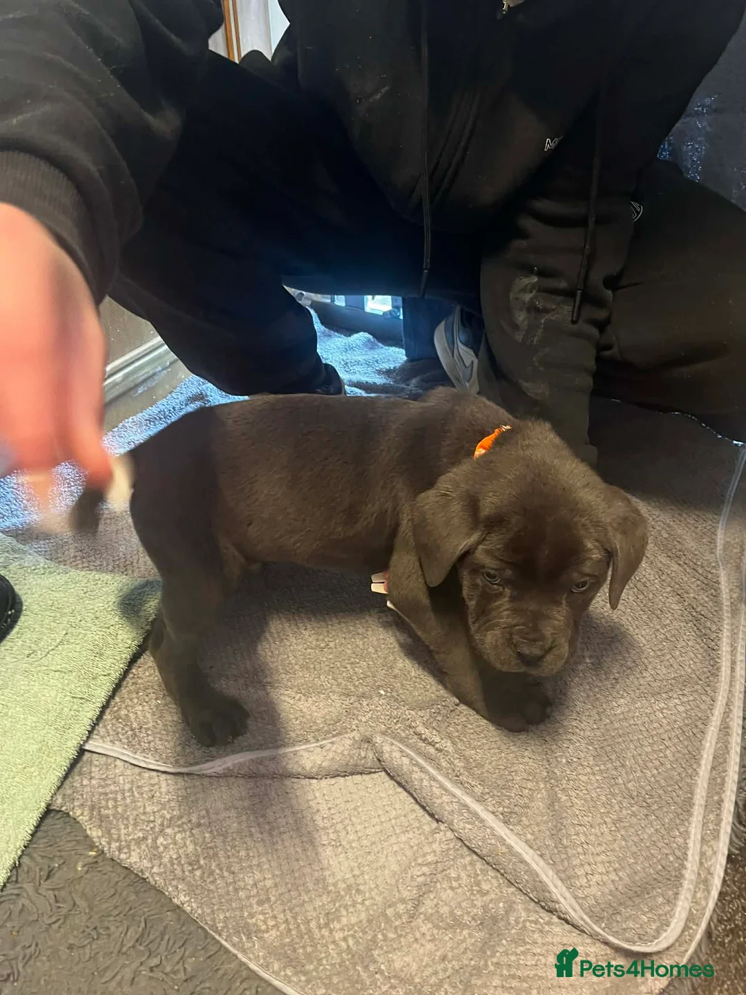 Cane Corso dogs for sale: Cane corso  - Advert 12